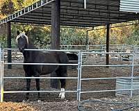 2-white-hind-socks-snip-on-nose-horse