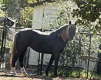 chocolate-2-white-hind-socks-snip-on-nose-horse