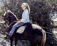 alert-rocky-mountain-horse