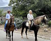best-rocky-mountain-horse