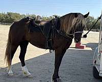 bond-rocky-mountain-horse