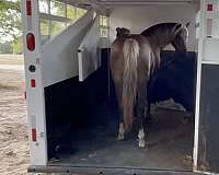 dark-rocky-mountain-horse