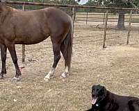 ears-rocky-mountain-horse