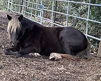 gorgeous-rocky-mountain-horse
