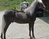 lot-rocky-mountain-horse