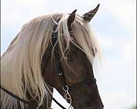 smart-rocky-mountain-horse