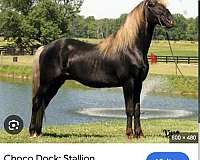 super-pretty-rocky-mountain-horse