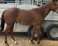 athletic-quarter-horse