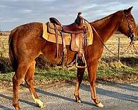 barrel-quarter-horse