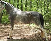 ranch-versati-tennessee-walking-horse