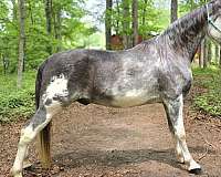 overo-pacing-horse