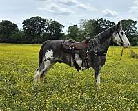 overo-ranch-versati-horse