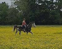 see-pictures-horse