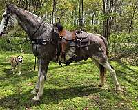 gaited-horse-tennessee-walking