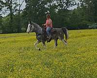trail-gaited-horse-tennessee-walking