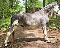 show-horse-tennessee-walking