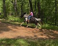 trained-gaited-horse-spotted-saddle