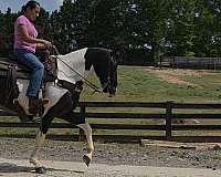 paint-horse-spotted-saddle