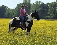 traine-spotted-saddle-horse