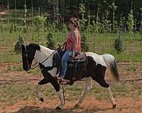 see-pictures-horse