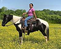 tobiano-see-pictures-horse