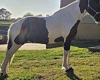 gaited-horse-spotted-saddle