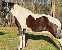 show-horse-spotted-saddle