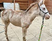 beginner-halter-colt