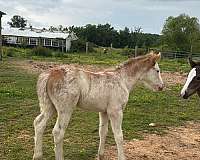gypsy-vanner-colt