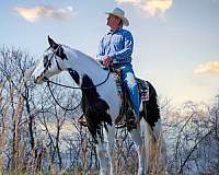 missourifoxtrotter-missouri-fox-trotter-horse