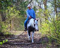 kid-safe-horse-missouri-fox-trotter