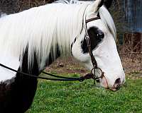 mftba-missouri-fox-trotter-horse