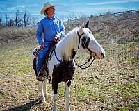 tovero-missouri-fox-trotter-gelding
