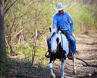online-horse-sales-gelding