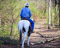 missourifoxtrotter-gelding