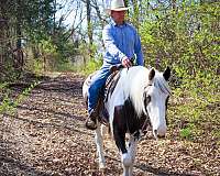 mftba-gelding