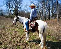 tovero-field-trial-horse