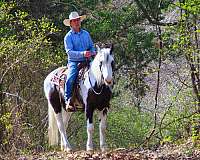 tovero-pack-horse