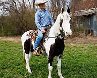 tovero-pony-club-horse
