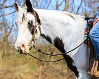 tovero-mfthba-gelding