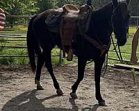 all-black-rocky-mountain-horse