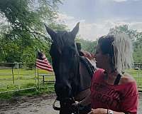 buck-rocky-mountain-horse