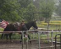 friend-rocky-mountain-horse