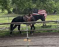 half-rocky-mountain-horse