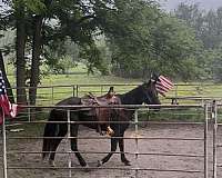help-rocky-mountain-horse