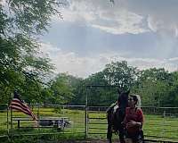 lunged-rocky-mountain-horse