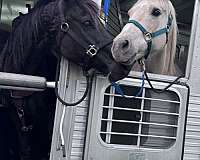 outlaw-rocky-mountain-horse