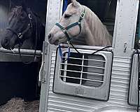 pen-rocky-mountain-horse