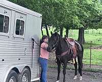 saddled-rocky-mountain-horse