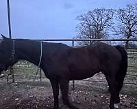 shipping-rocky-mountain-horse